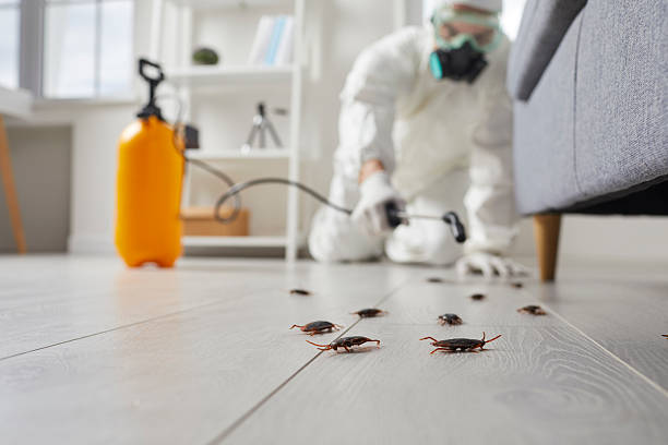 Commercial Rodent Management in Britton